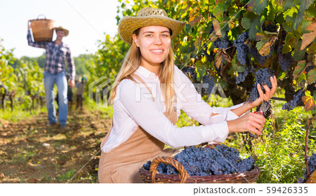 Woman picking black grapes in vineyard 59426335