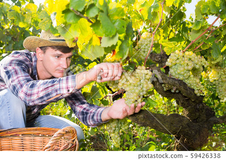 Man picking white grapes in vineyard 59426338