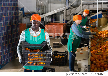 Male employee in colored uniform carrying plastic box with fresh ripe mandarins selected on sorting line Male employee in colored uniform carrying plastic box with fresh ripe mandarins selected on sorting line 59426873