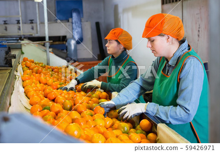 Two female employees in colored uniform sorting fresh ripe mandarins on producing grading line 59426971