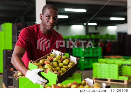 Afro workman carrying box with harvested pears 59429596