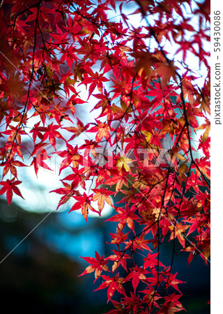 Feast of autumn leaves Feast of autumn leaves 59430086