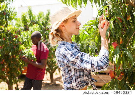 Woman farmer harvesting peaches 59430324