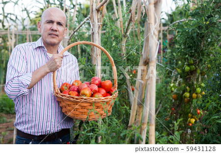 Gardener with tomatoes harvest Gardener with tomatoes harvest 59431128