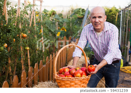 Gardener with tomatoes harvest 59431239