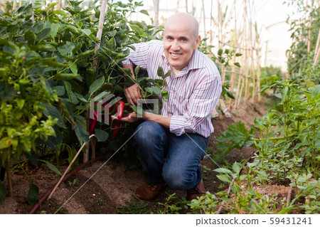 Gardener checking red peppers harvest 59431241