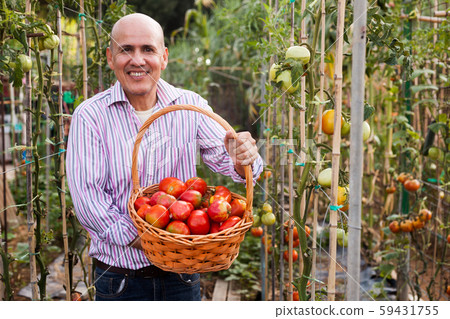 Gardener with tomatoes harvest 59431755