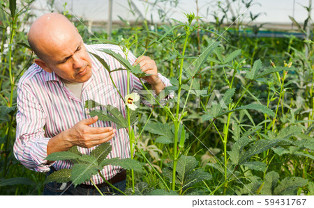 Gardener checking okra plants Gardener checking okra plants 59431767