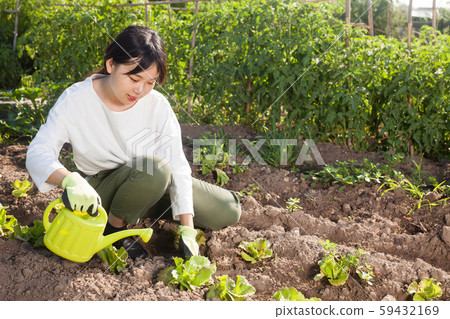 Asian girl watering seedlings of lettuce Asian girl watering seedlings of lettuce 59432169