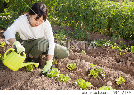 Woman watering plants of lettuce 59432179