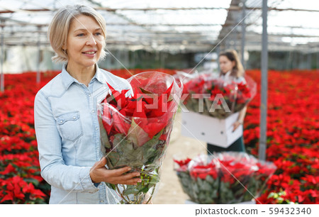Smiling woman with flowering Poinsettias Smiling woman with flowering Poinsettias 59432340