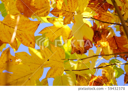 Modeling beauty, Fuu's yellow leaf 10 Modeling beauty, Fuu's yellow leaf 10 59432378
