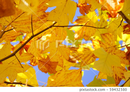 Modeling beauty, Fuu's yellow leaf 14 Modeling beauty, Fuu's yellow leaf 14 59432380
