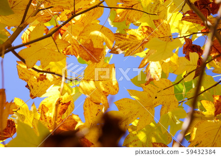 Sculpture beauty, yellow leaves 20 59432384