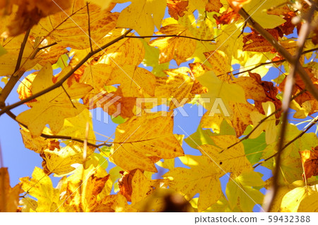 Modeling beauty, Fuu's yellow leaf 23 Modeling beauty, Fuu's yellow leaf 23 59432388
