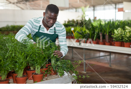 Owner of hothouse checking potted Chamaedorea elegans Owner of hothouse checking potted Chamaedorea elegans 59432524