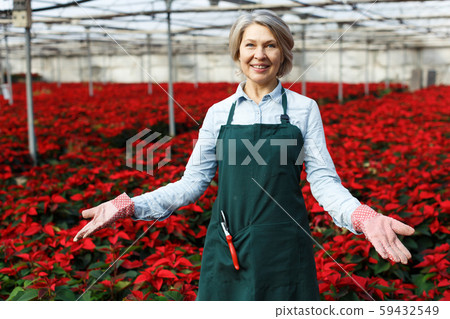 Joyful female florist on plantation of poinsettia Joyful female florist on plantation of poinsettia 59432549