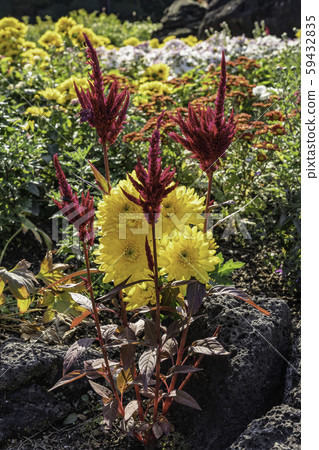 Flower Flower 59432835