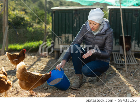 Woman feeding chickens Woman feeding chickens 59433156