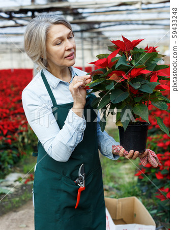 Woman florist checking Poinsettia in greenhouse 59433248