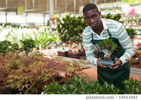 Florist checking potted ginseng ficus Florist checking potted ginseng ficus 59433402
