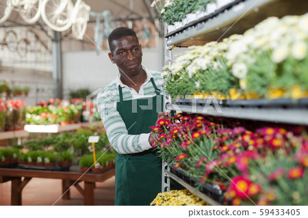 Florist pushing trolley with potted marguerites Florist pushing trolley with potted marguerites 59433405