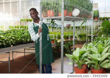 Floris placing potted plants on metal rack trolley 59433409
