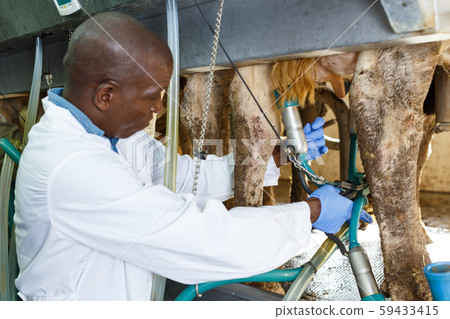Farm milkmaid man in barn working with automatical cow milking machines 59433415