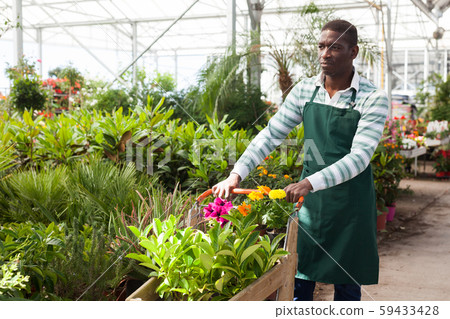 Flower seller carrying trolley with plants Flower seller carrying trolley with plants 59433428