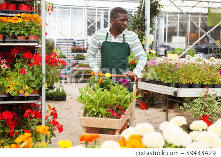 Gardener pushing cart with potted plants Gardener pushing cart with potted plants 59433429
