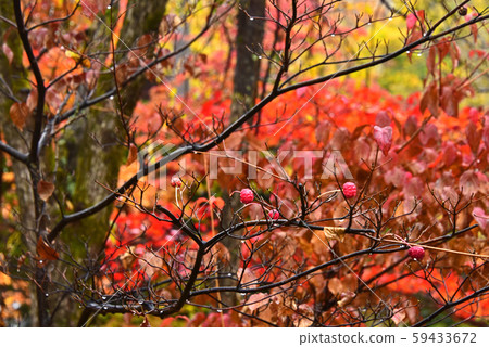 Autumn in Shinshu Autumn in Shinshu 59433672