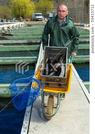 Man catching sturgeon at fish farm Man catching sturgeon at fish farm 59433712