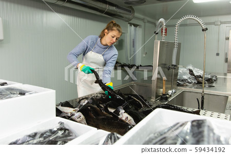 Woman washing sturgeon before packaging Woman washing sturgeon before packaging 59434192