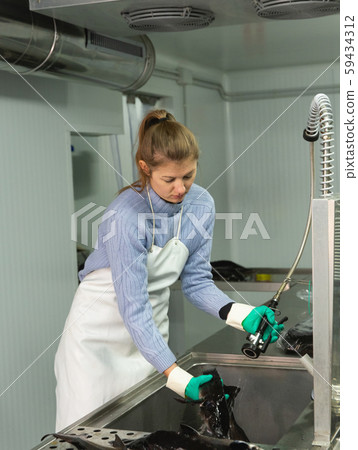 Female worker sorting sturgeons Female worker sorting sturgeons 59434312