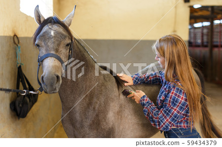 Girl using electric trimmer for shearing horse Girl using electric trimmer for shearing horse 59434379