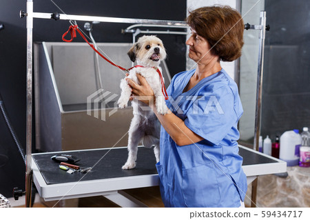 Female groomer with havanese puppy 59434717