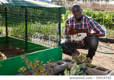 Man taking care of hen Man taking care of hen 59434785