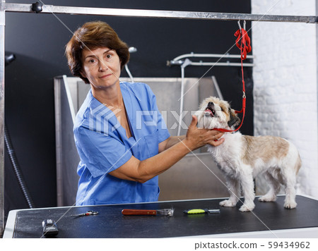 Female groomer performing hair care for puppy 59434962