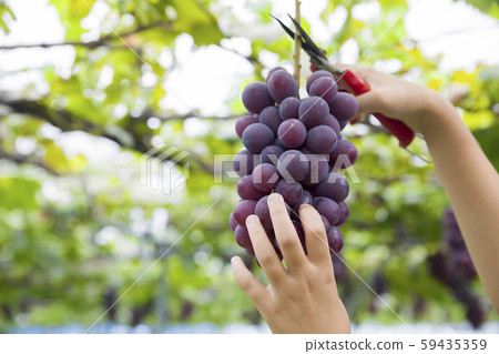 一個摘葡萄的女孩 59435359