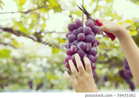 一個摘葡萄的女孩 59435362