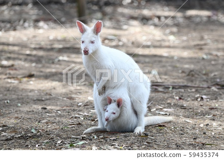 Kangaroo Island, Australia Kangaroo Island, Australia 59435374