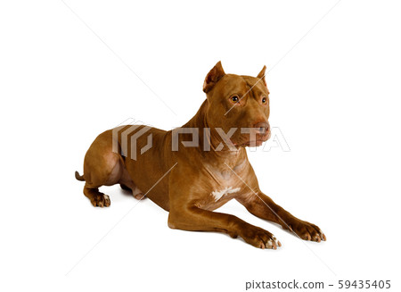 Purebred American Pit Bull Terrier dog lying over 59435405
