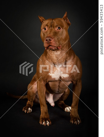 Purebred American Pit Bull Terrier dog sitting Purebred American Pit Bull Terrier dog sitting 59435413