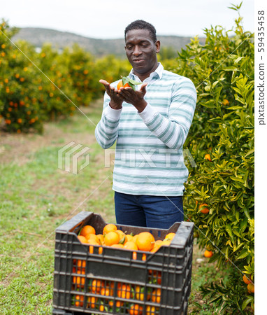 African-American farmer showing mandarins African-American farmer showing mandarins 59435458