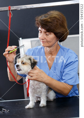 Female groomer performing haircut of puppy 59435522