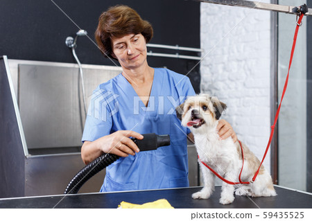 Female groomer drying puppy with hairdryer Female groomer drying puppy with hairdryer 59435525