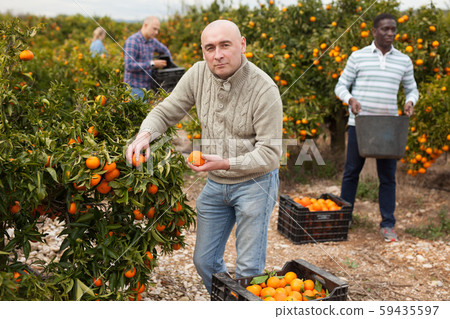 Workers picking mandarins in boxes on farm Workers picking mandarins in boxes on farm 59435597