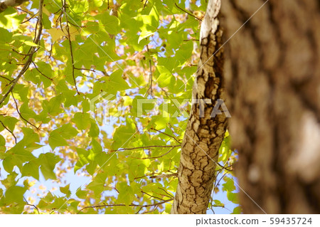 Autumn Wanfu 3 Autumn Wanfu 3 59435724