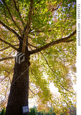 秋季萬福14 59435731