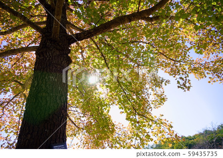 Autumn Wanfu 19 Autumn Wanfu 19 59435735